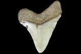 Fossil Megalodon Tooth - North Carolina #109063-1